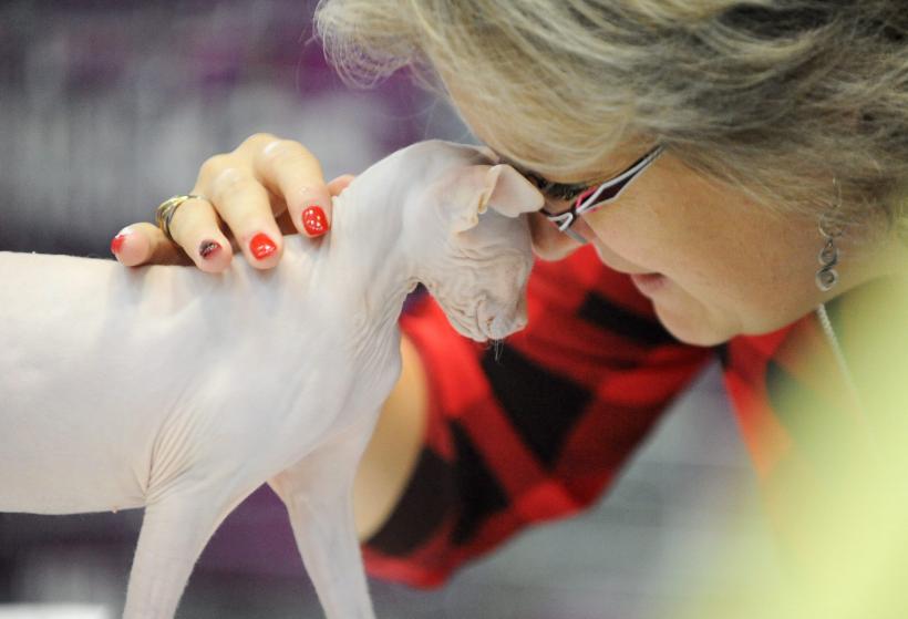 SofistiCAT 2016. Concursul celor mai frumoase pisici (GALERIE FOTO) 18551308