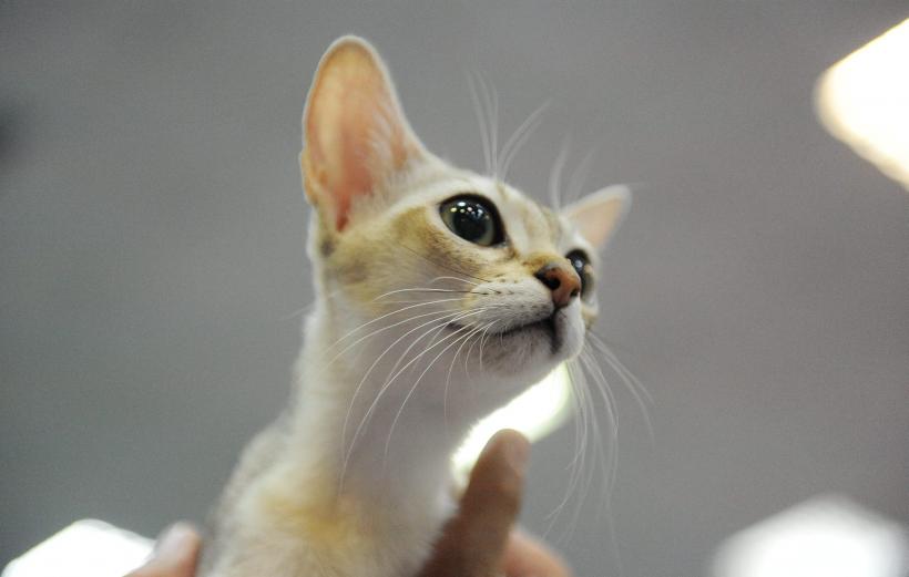 SofistiCAT 2016. Concursul celor mai frumoase pisici (GALERIE FOTO) 18551309