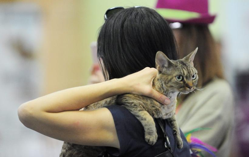 SofistiCAT 2016. Concursul celor mai frumoase pisici (GALERIE FOTO) 18551310