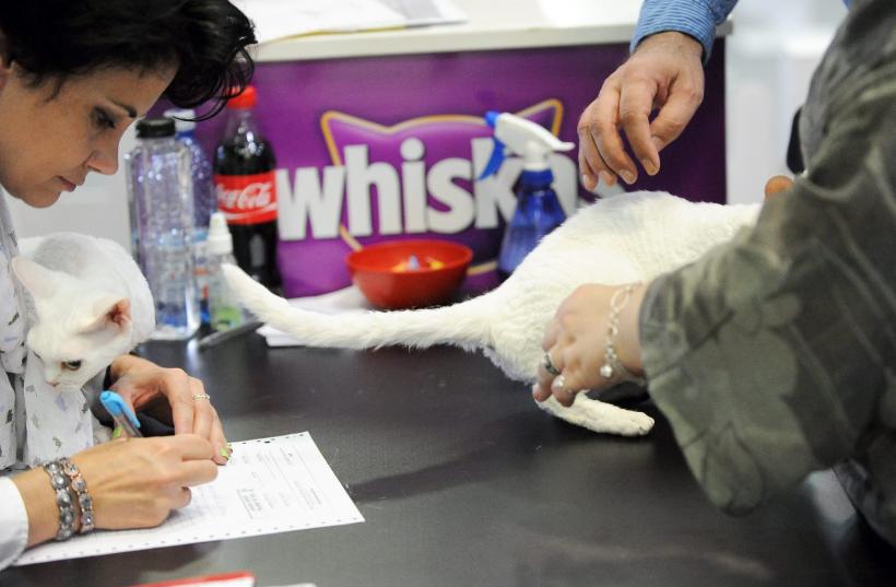 SofistiCAT 2016. Concursul celor mai frumoase pisici (GALERIE FOTO) 18551311