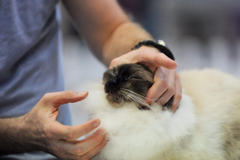 SofistiCAT 2016. Concursul celor mai frumoase pisici (GALERIE FOTO) 18551312