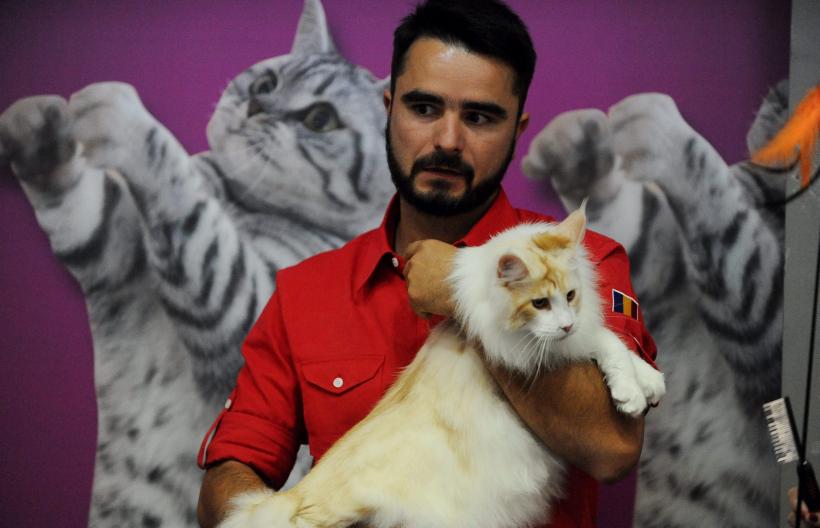 SofistiCAT 2016. Concursul celor mai frumoase pisici (GALERIE FOTO) 18551313