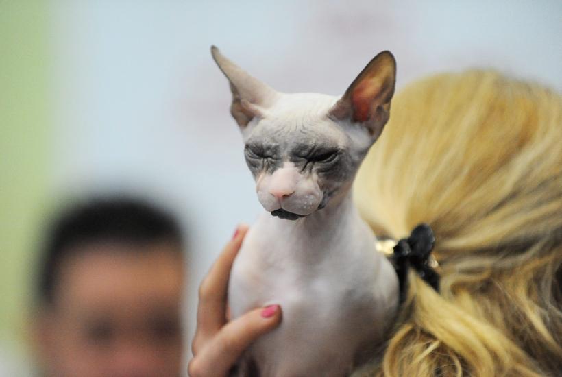 SofistiCAT 2016. Concursul celor mai frumoase pisici (GALERIE FOTO) 18551315