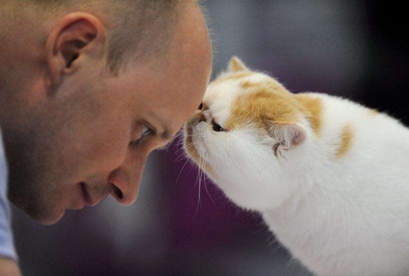 SofistiCAT 2016. Concursul celor mai frumoase pisici (GALERIE FOTO) 18551316