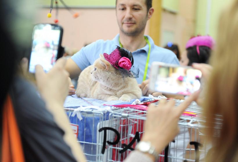 SofistiCAT 2016. Concursul celor mai frumoase pisici (GALERIE FOTO) 18551317