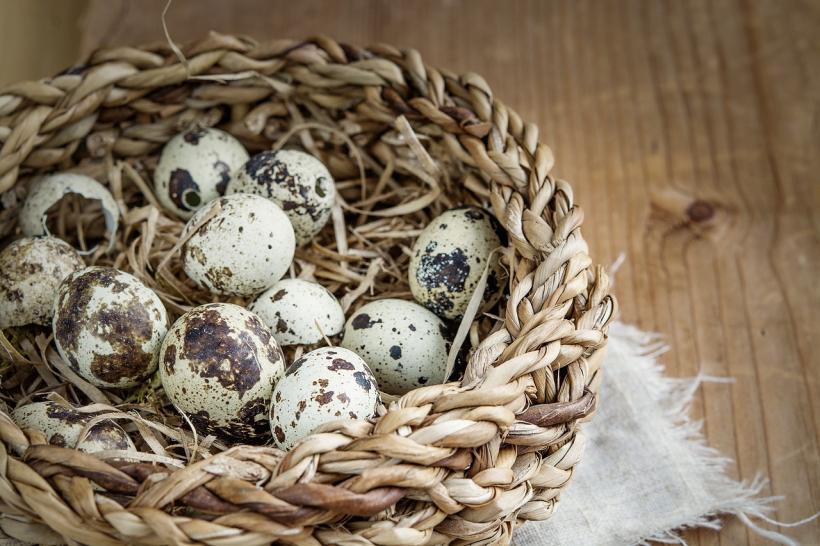  De ce sunt mai bune ouăle de prepeliță