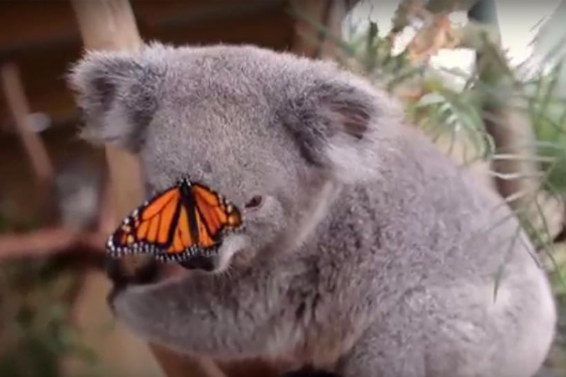 Un video cu un koala şi un fluture multicolor, viral pe internet