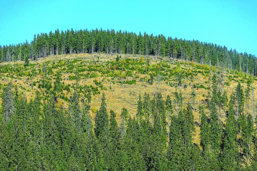 Incredibil: defrişarea pădurilor este o problemă artificială