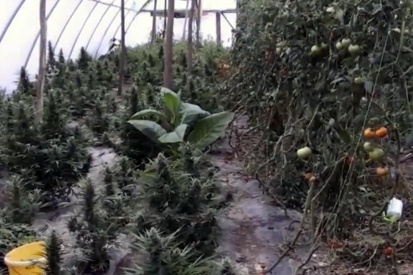 VIDEO - Printre roşii şi castraveţi, un orădean cultivă şi canabis. Procurorii DIICOT au confiscat 155 kg de drog