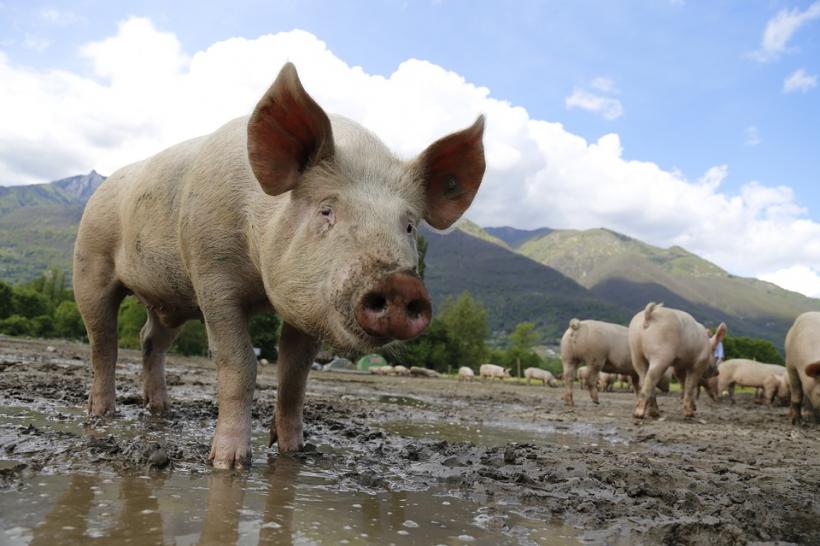 Pesta porcină în carnea din Republica Moldova, confirmată de un laborator din Spania