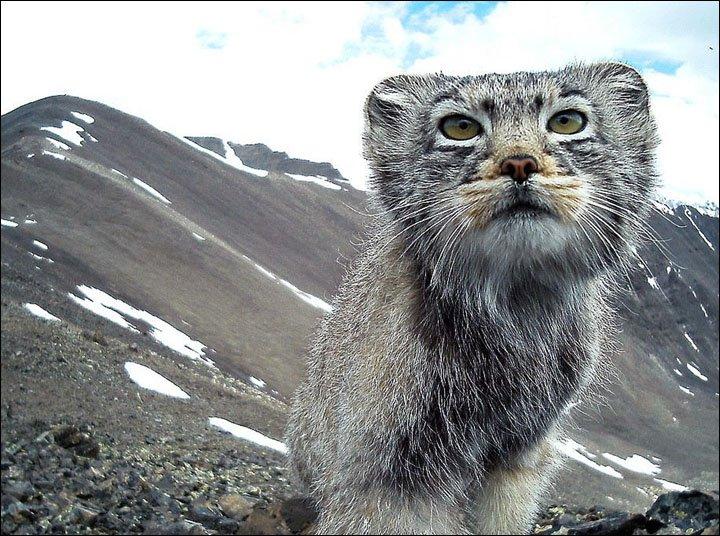 O specie rară de pisici sălbatice va primi o rezervație în Siberia