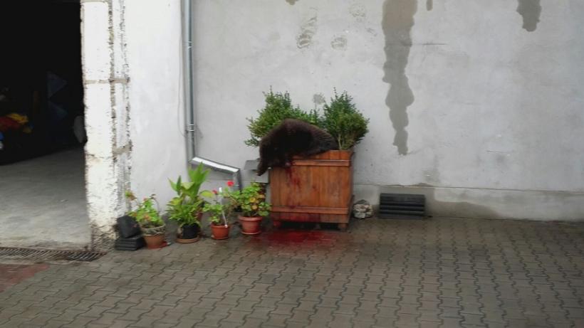  Iohannis: Incidentul cu ursul din Sibiu m-a întristat; e nevoie de proceduri clare pentru cei ce intervin 