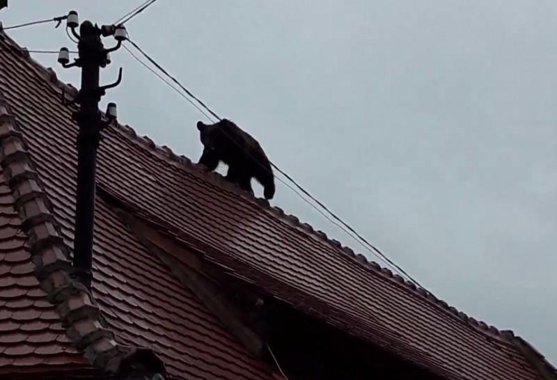 IPJ Sibiu: Poliţia va include în ancheta ursului împuşcat imagini suprinse de o cameră de supraveghere 