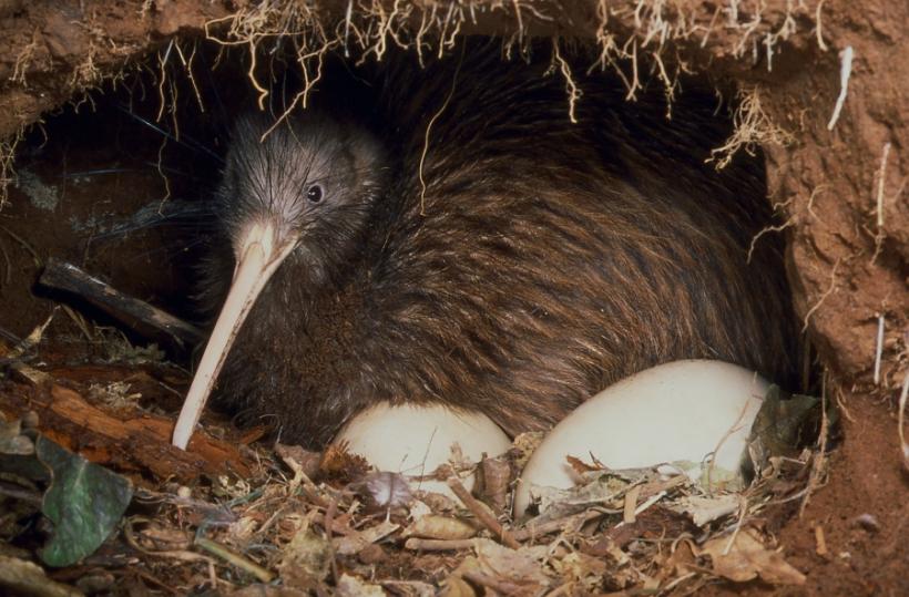 Un pui de kiwi a fost salvat după ce oul în care se afla a fost ''reparat'' cu bandă izolatoare