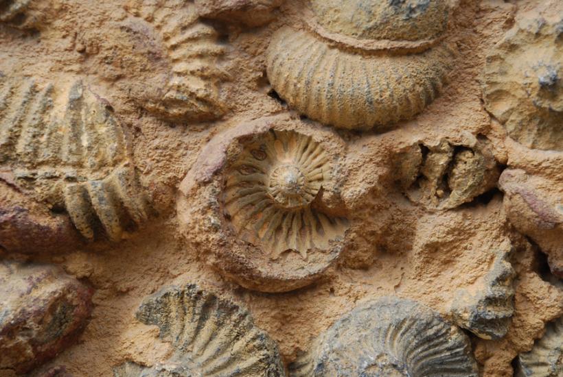 Vâlcea: Fosile marine din Cretacic, găsite din întâmplare de o echipă de muncitori în Munţii Cozia, la Şerbăneşti