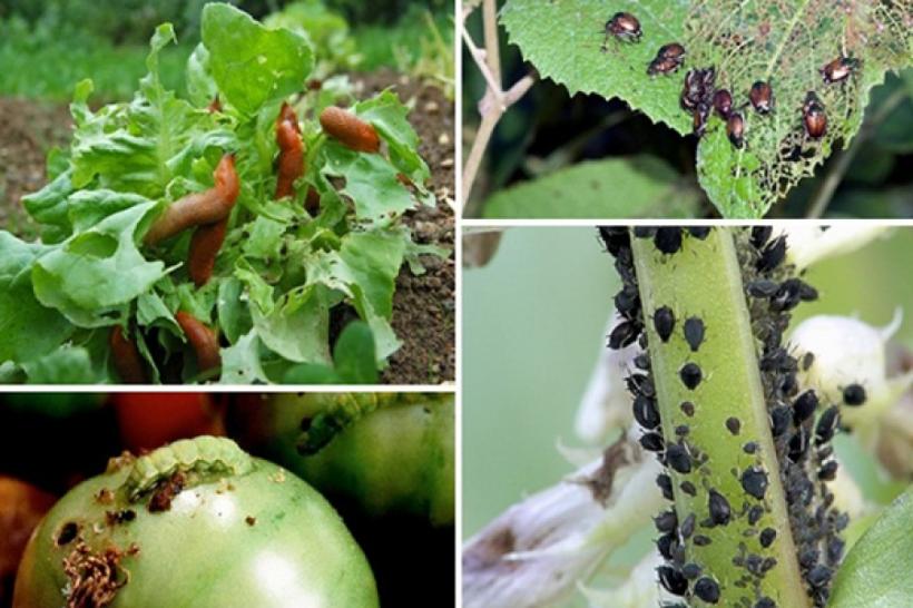 Secretele grădinăritului. Soluții ecologice pentru combaterea dăunătorilor