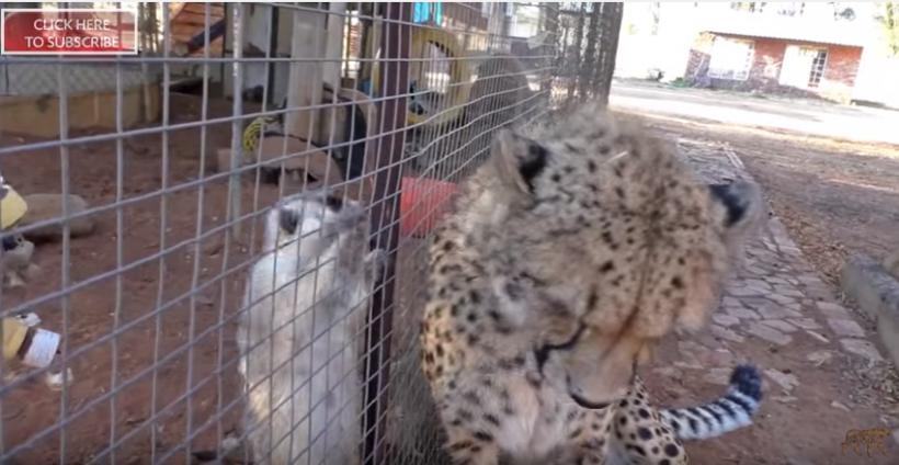 VIDEO Prietenia nu are granițe în lumea animalelor