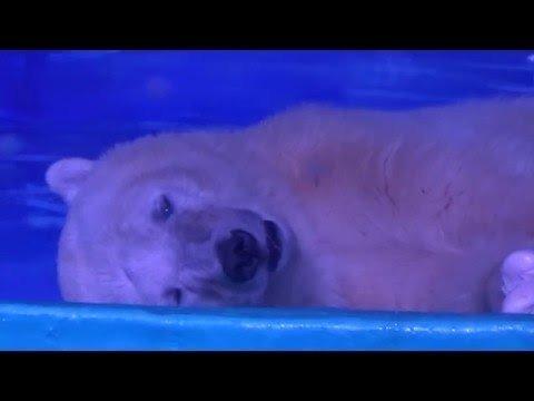Cel mai trist urs polar trăiește într-un mall din China