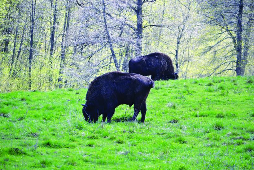 Ariile protejate ale României Parcul Natural Vânători Neamţ