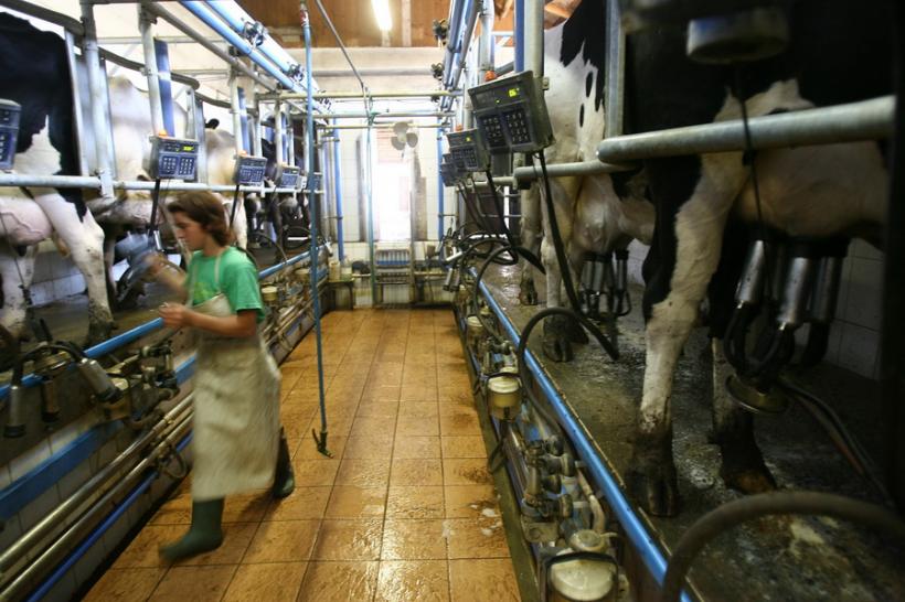 DSVSA Mureş dispune sacrificarea a 76 de bovine bolnave