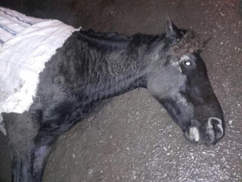 Scene crunte în localitatea Cărpiniş, un cal a agonizat ore în şir într-o baltă de sânge 