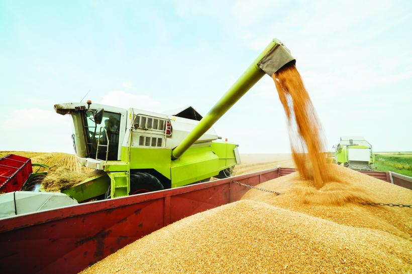 România exportă 9 milioane de tone de grâu anual