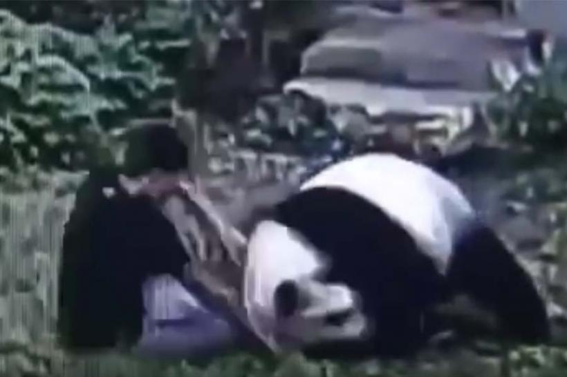 VIDEO - Un urs panda s-a luat la trântă cu un tânăr intrus, iar imaginile au devenit virale
