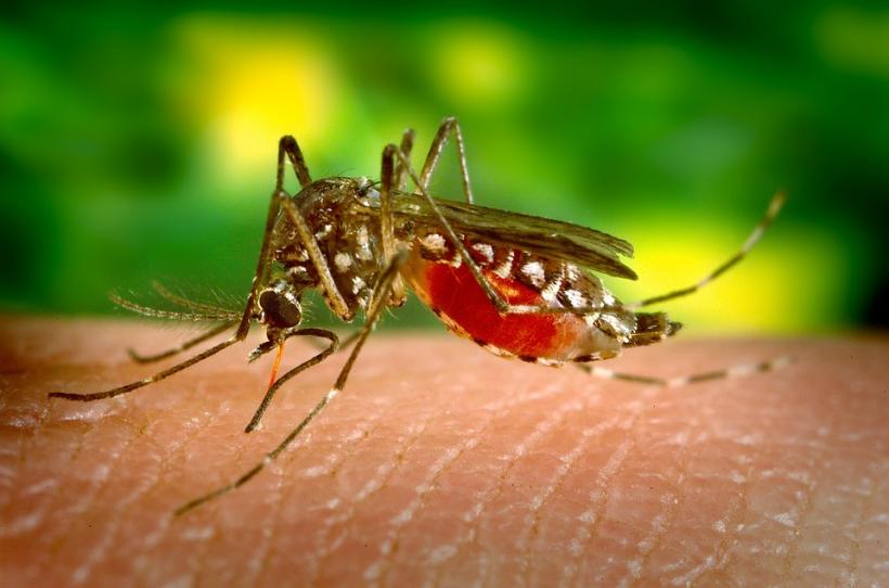 Virusul Zika are efecte devastatoare asupra organelor reproducătoare masculine