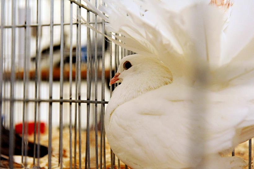 GALERIE FOTO - INDAGRA - S-a deschis cel mai mare târg agricol din România 18555287