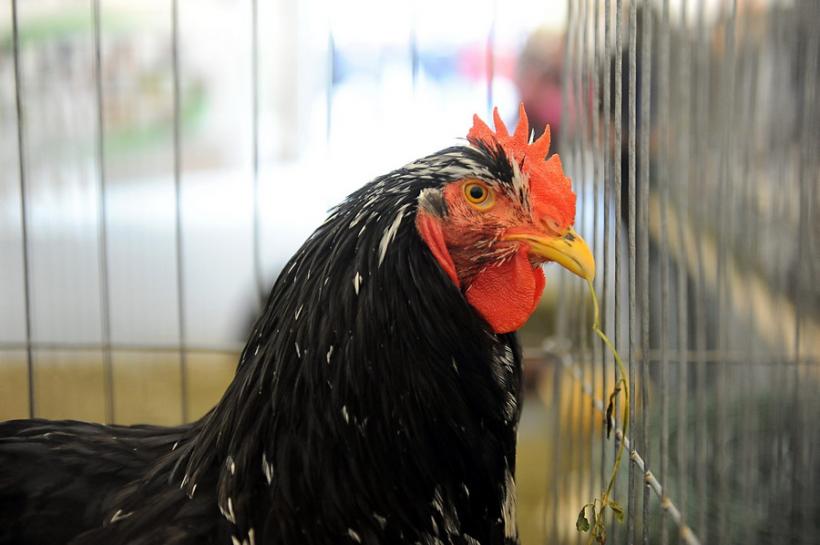 GALERIE FOTO - INDAGRA - S-a deschis cel mai mare târg agricol din România 18555291