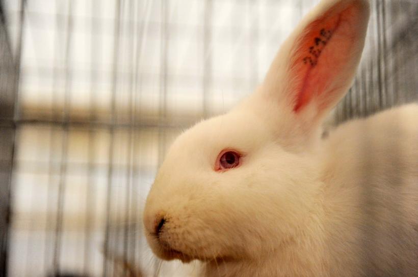 GALERIE FOTO - INDAGRA - S-a deschis cel mai mare târg agricol din România 18555292