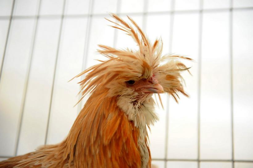 GALERIE FOTO - INDAGRA - S-a deschis cel mai mare târg agricol din România 18555293