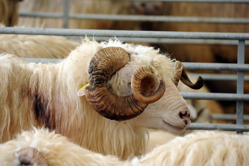 GALERIE FOTO - INDAGRA - S-a deschis cel mai mare târg agricol din România 18555295