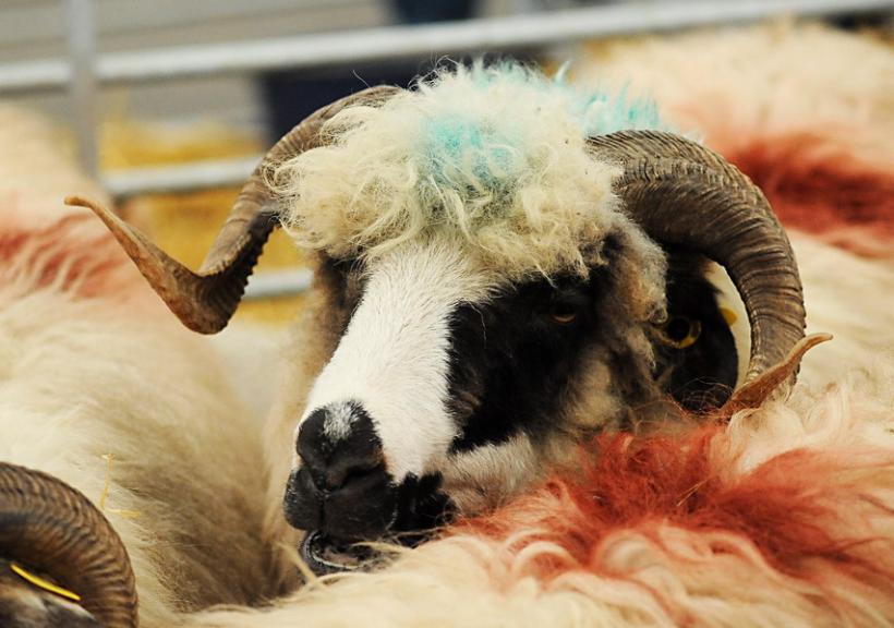 GALERIE FOTO - INDAGRA - S-a deschis cel mai mare târg agricol din România 18555297