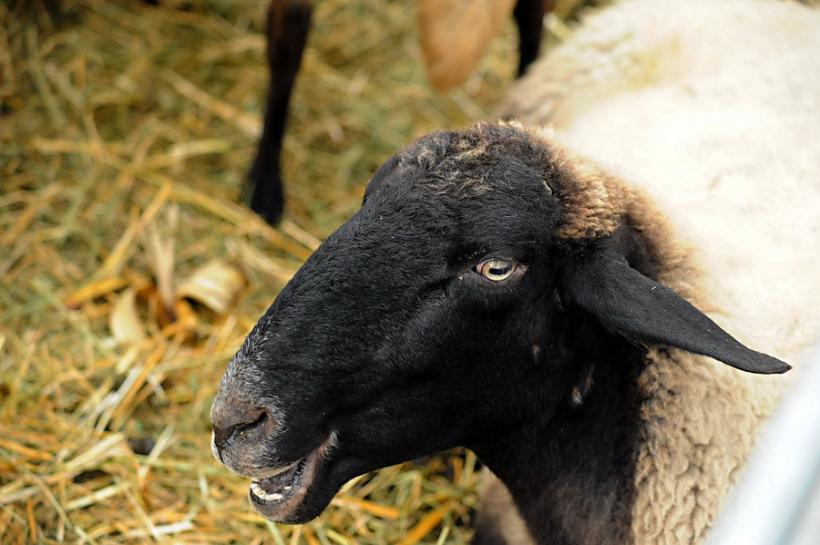 GALERIE FOTO - INDAGRA - S-a deschis cel mai mare târg agricol din România 18555298