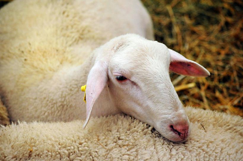 GALERIE FOTO - INDAGRA - S-a deschis cel mai mare târg agricol din România 18555299