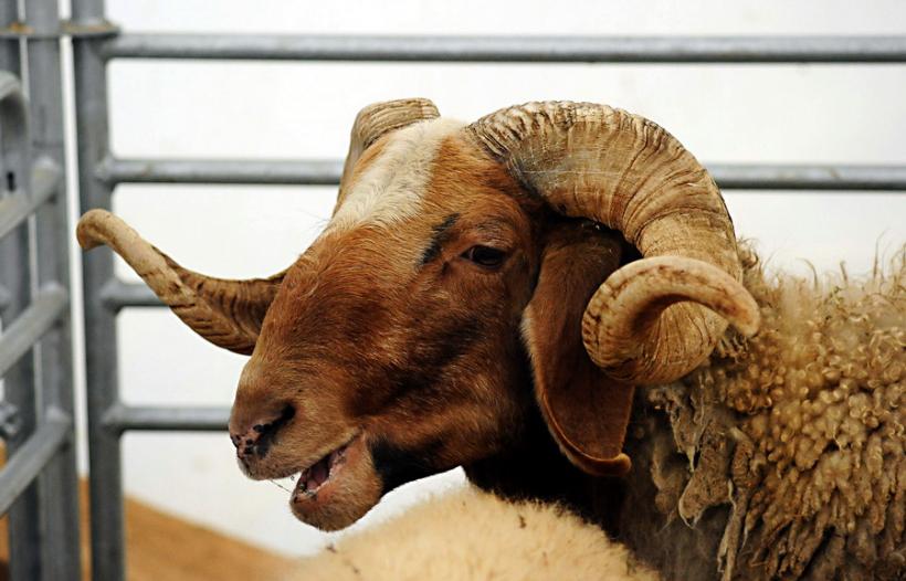 GALERIE FOTO - INDAGRA - S-a deschis cel mai mare târg agricol din România 18555300