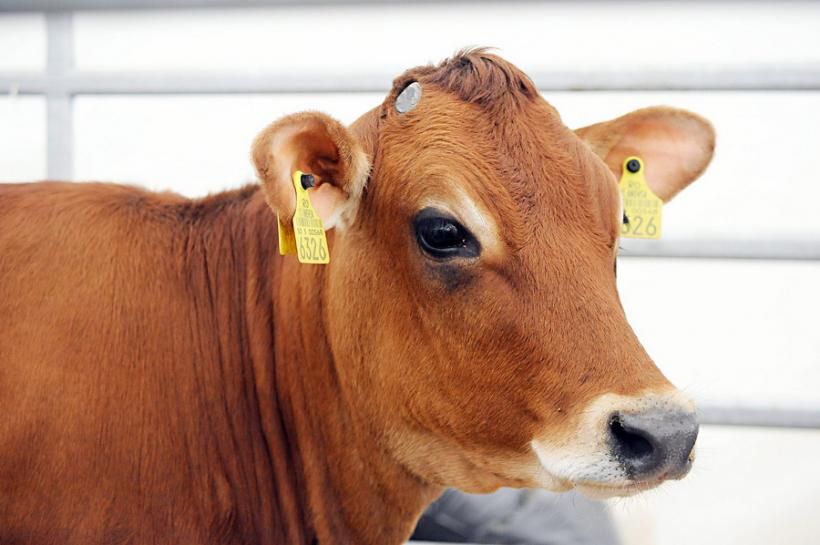 GALERIE FOTO - INDAGRA - S-a deschis cel mai mare târg agricol din România 18555301