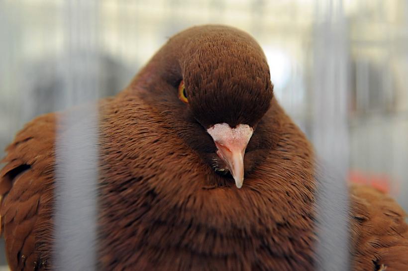 GALERIE FOTO - INDAGRA - S-a deschis cel mai mare târg agricol din România 18555302