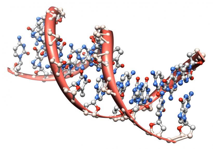 Rețeta sănătății stă ascunsă în ADN