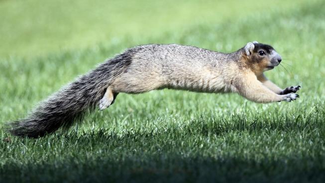 Florida - O veveriță a atacat mai mulți bătrâni dintr-un cămin