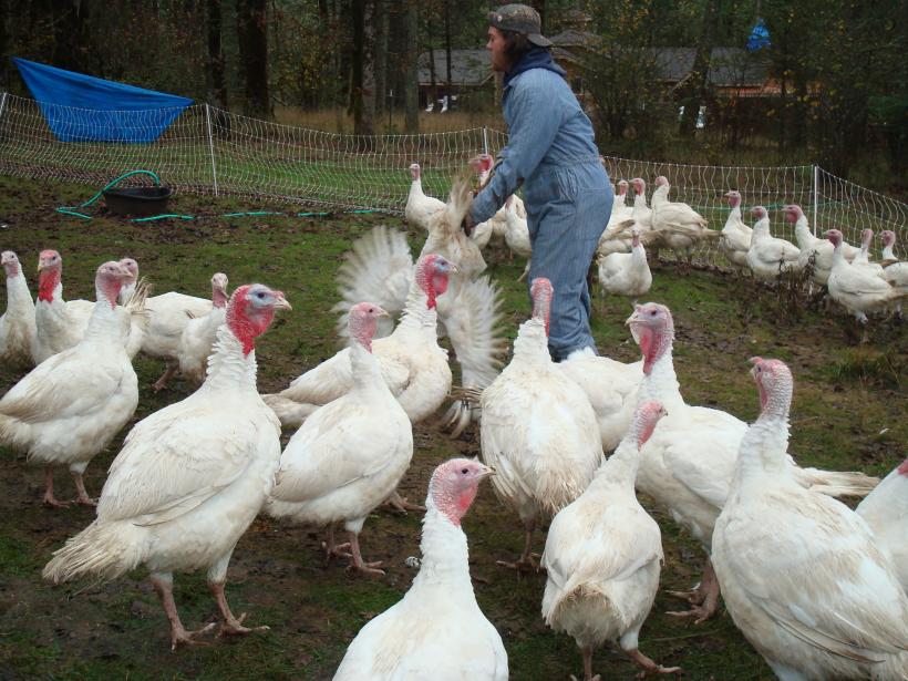 Ungaria a descoperit un caz de gripă aviară la o fermă de curcani în apropierea graniţei cu România