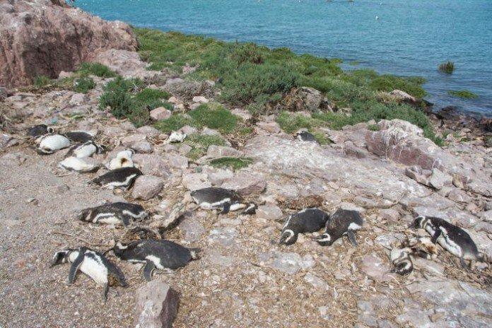 Argentina: Aproape 400 de pinguini au fost găsiţi morţi după ce au fost muşcaţi de câini