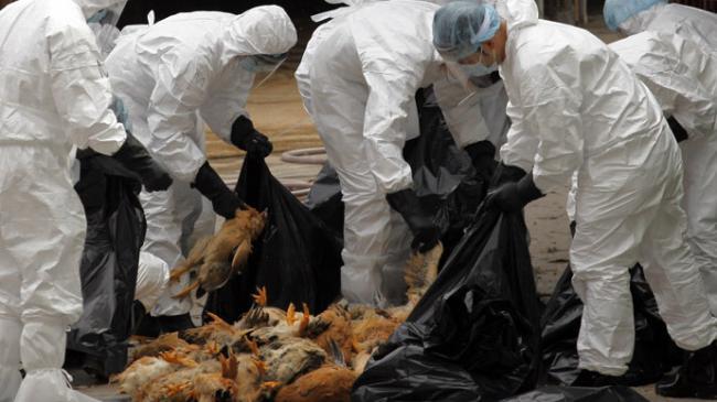 Gripa aviară se extinde în Europa 
