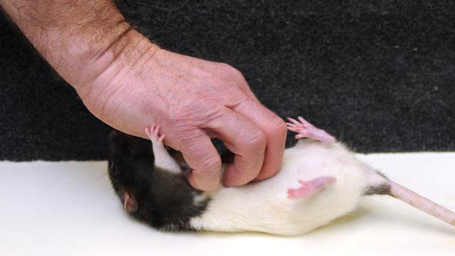 VIDEO - Şoarecii se gâdilă atunci când sunt bine dispuşi (studiu)