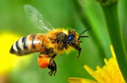 Sfaturi pentru agricultori. Ce tratamente pot aplica apicultorii în această perioadă?