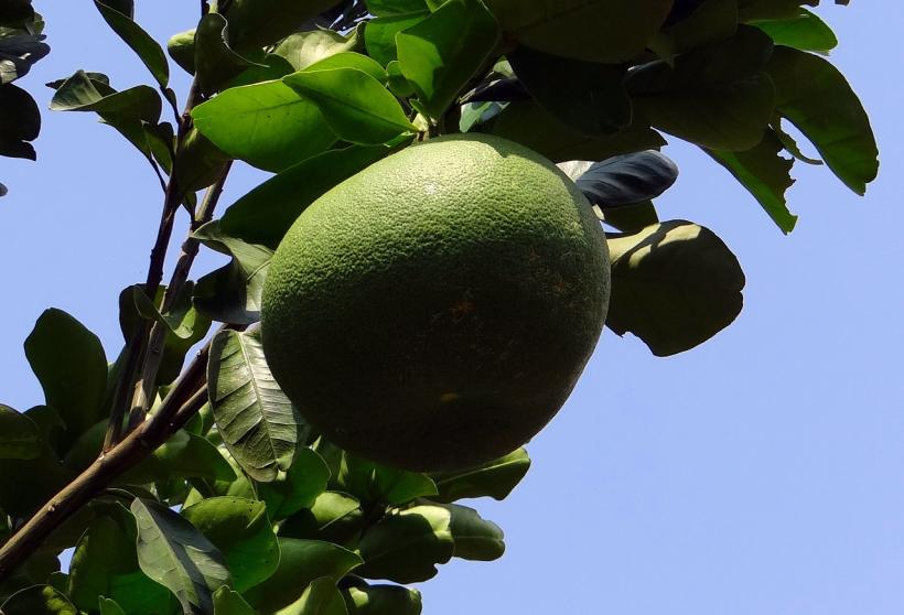Cinci efecte miraculoase ale fructului pomelo