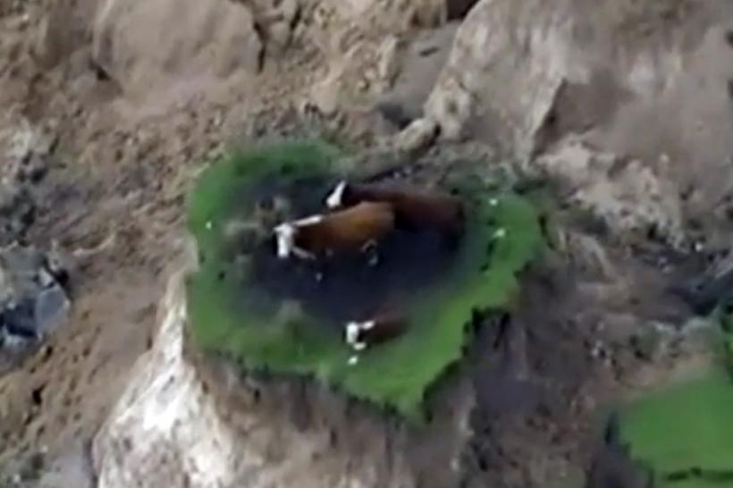 VIDEO - Noua Zeelandă - Trei vite au rămas izolate după o alunecare de teren provocată de cutremur