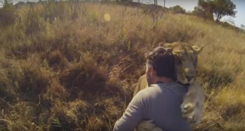 VIDEO! Relaţia dintre lei şi om nu a fost NICIODATĂ mai apropiată 18556890