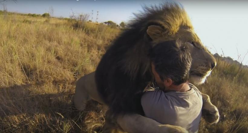 VIDEO! Relaţia dintre lei şi om nu a fost NICIODATĂ mai apropiată